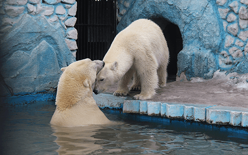 Подопечные белые медведи