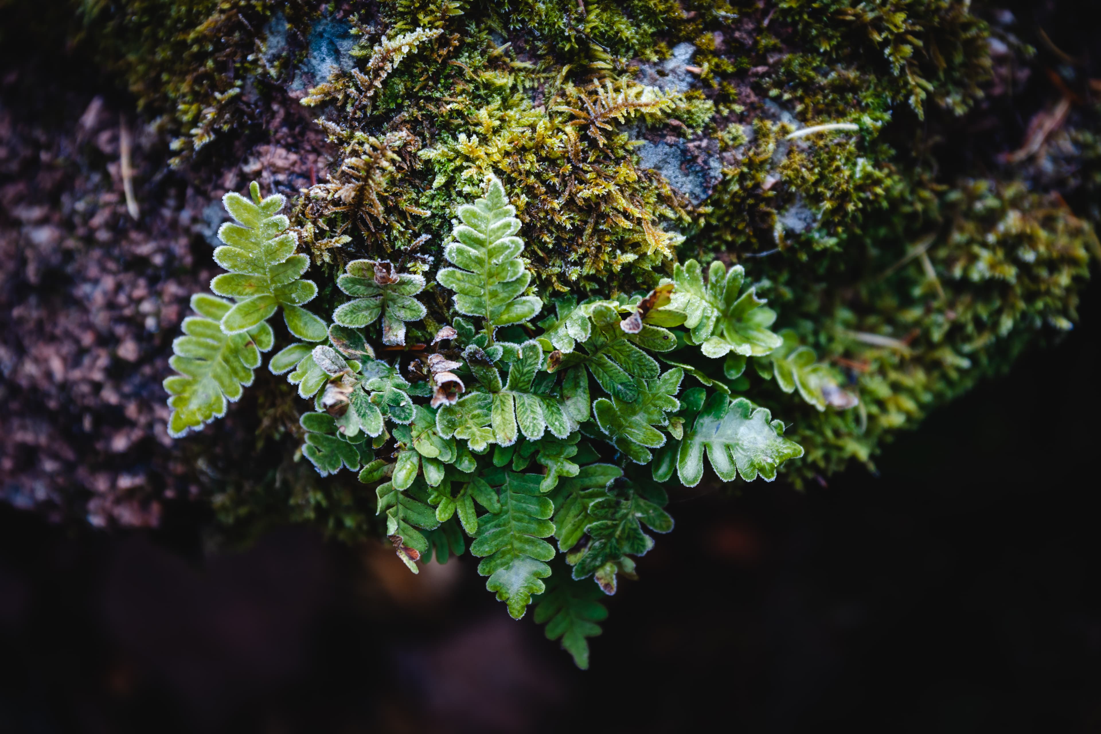 Живописная растительноть на камнях. Столбы.jpg